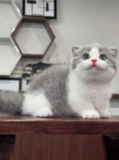 Munchkin Fold