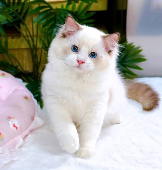 Ragdoll