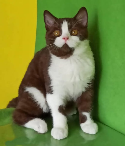 British Shorthair