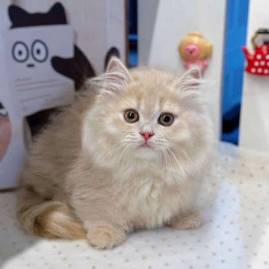 Munchkin Longhair