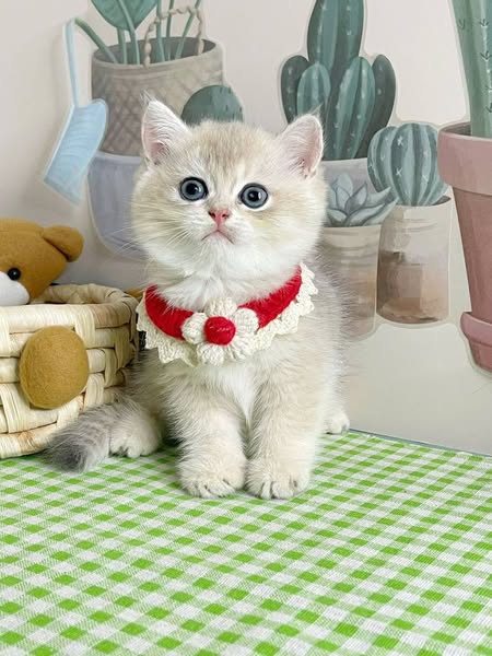 British Shorthair
