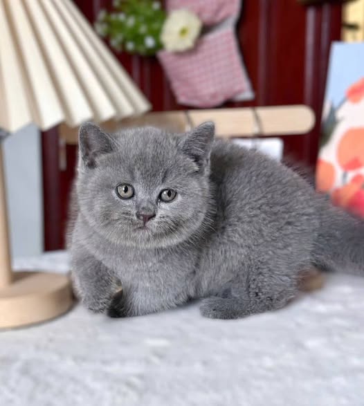 Munchkin
