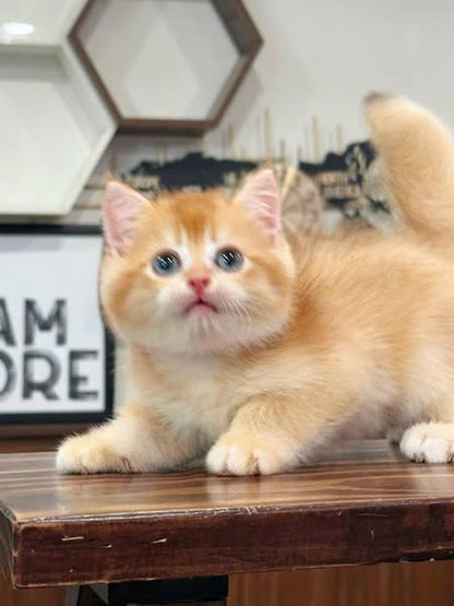British Shorthair