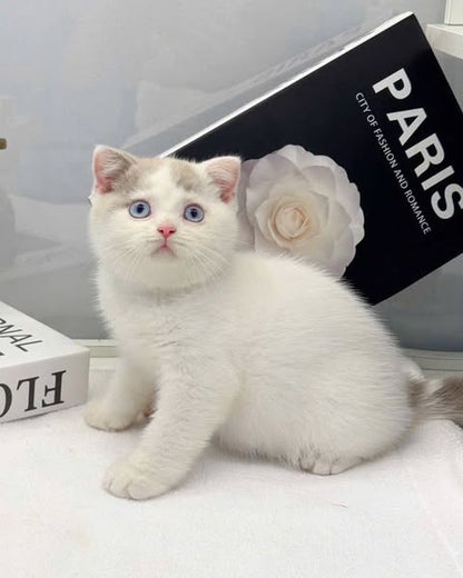 British Shorthair
