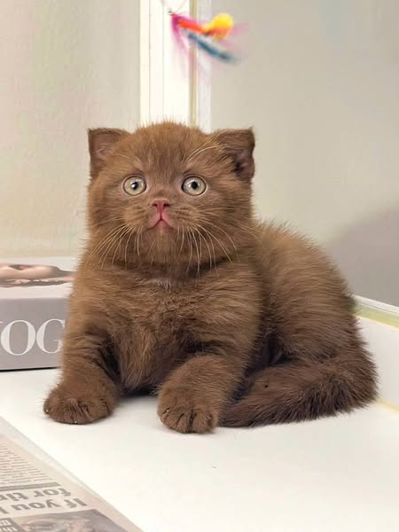 Scottish Fold
