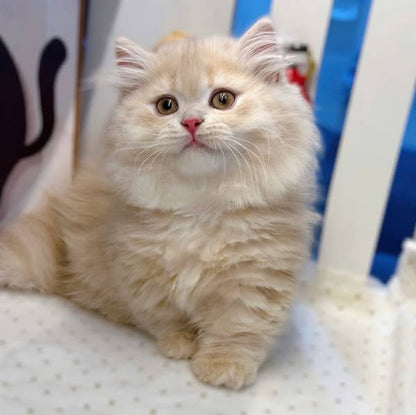 Munchkin Longhair
