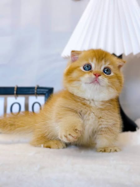 Munchkin Fold