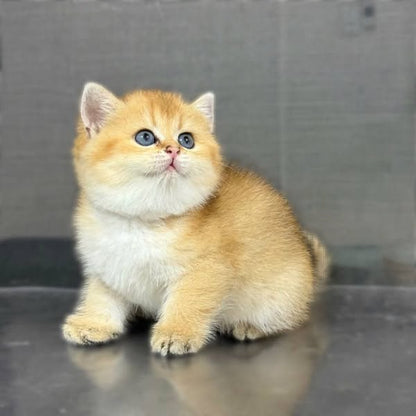 British Shorthair