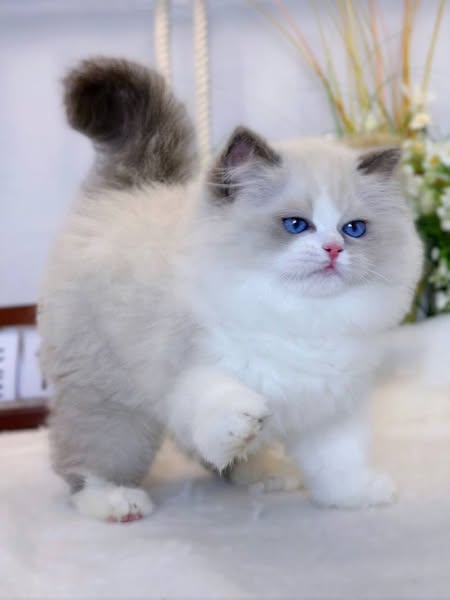 Ragdoll