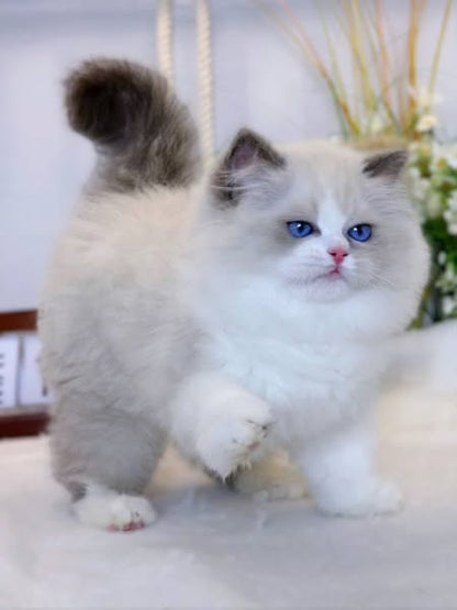 Ragdoll