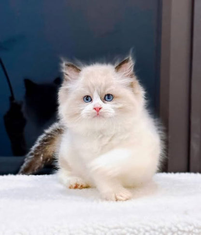 Ragdoll