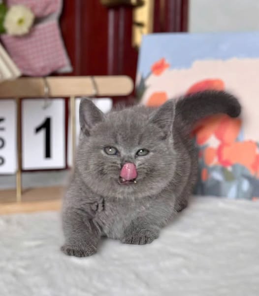 Munchkin
