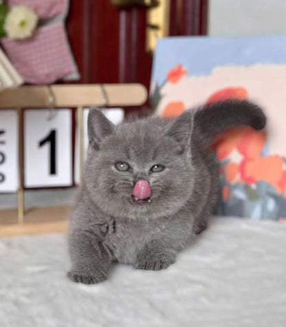 Munchkin