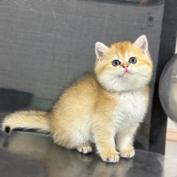 British Shorthair