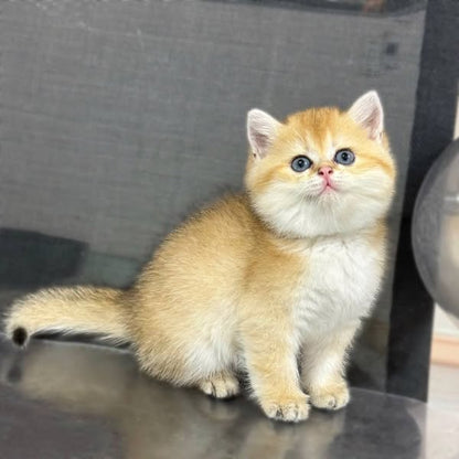 British Shorthair
