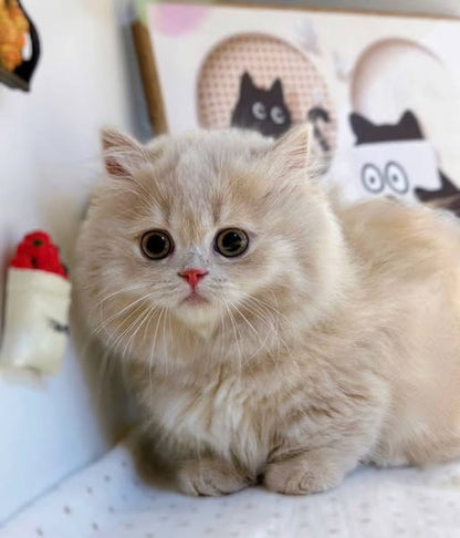 Munchkin Longhair