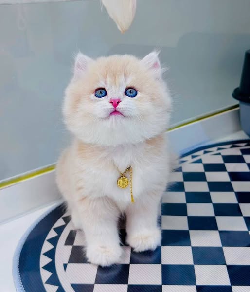 British Longhair