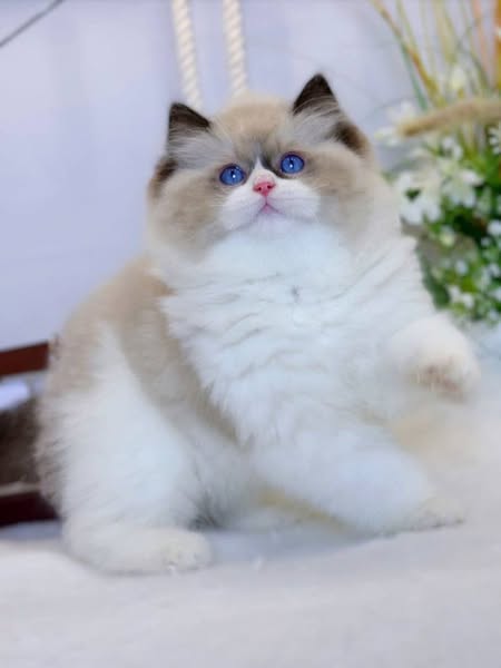 Ragdoll