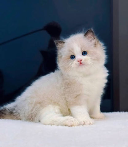 Ragdoll