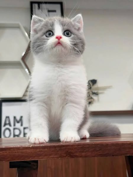 British Shorthair
