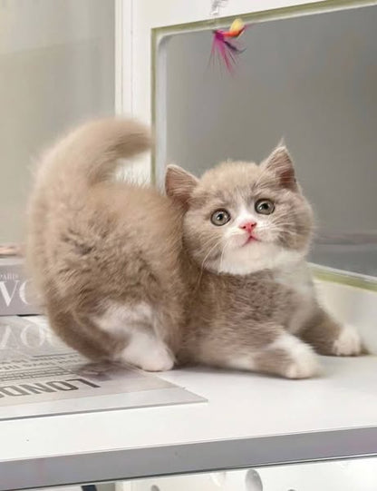 Munchkin