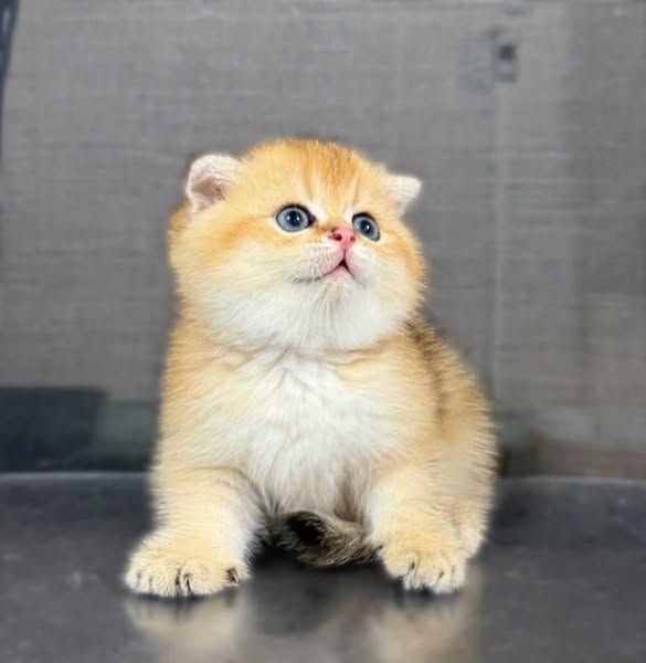 Scottish Fold