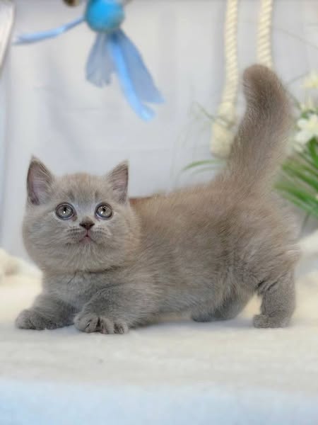 Munchkin