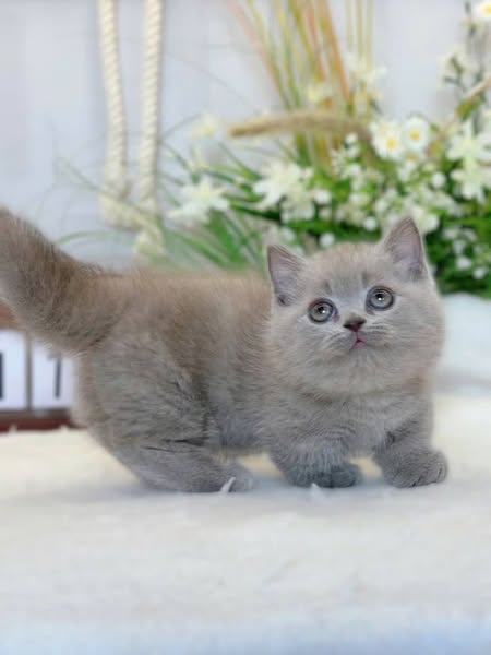 Munchkin