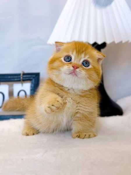 Munchkin Fold