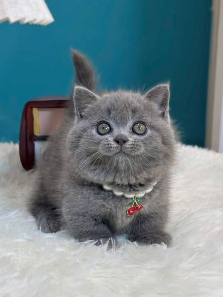 Munchkin