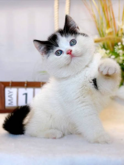 British Shorthair