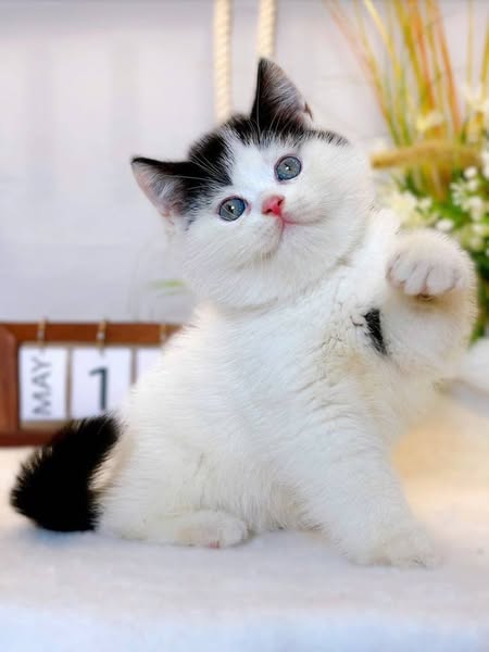 British Shorthair