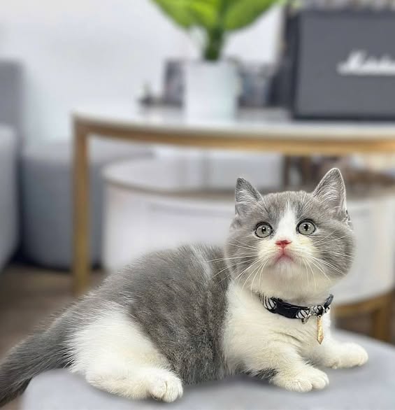 Munchkin