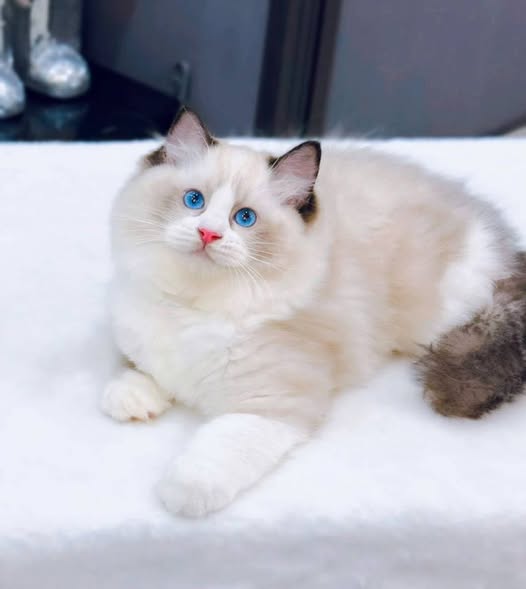 Ragdoll