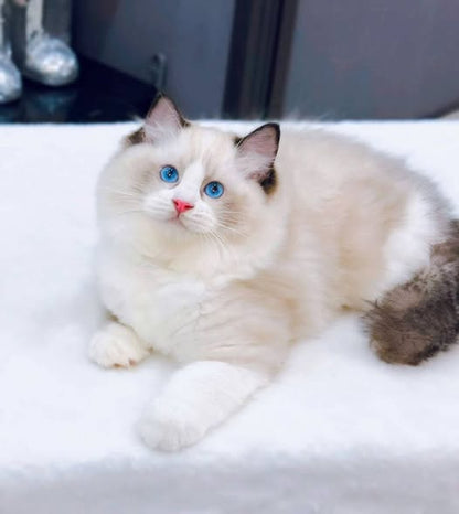 Ragdoll