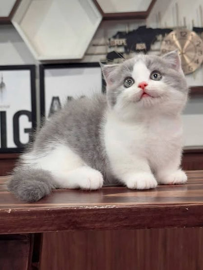 Munchkin Fold