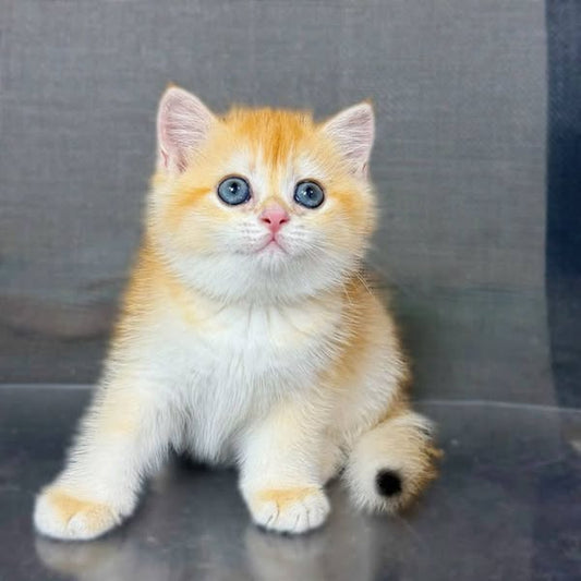 British Shorthair