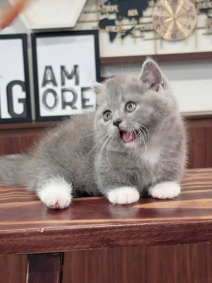 Munchkin