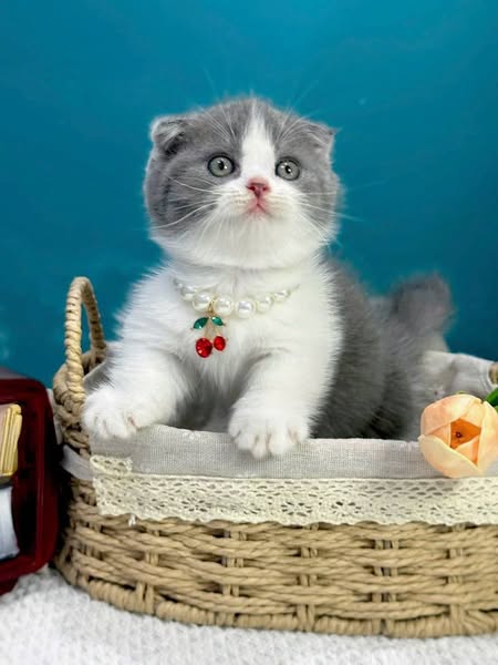 Munchkin Fold