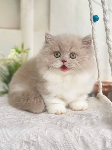 Munchkin Longhair