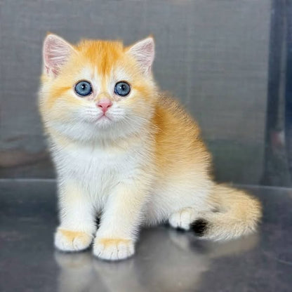 British Shorthair