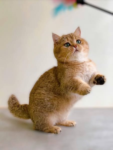 Munchkin