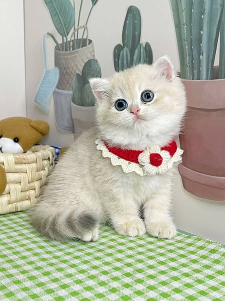 British Shorthair