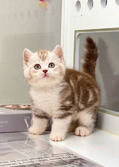 British Shorthair