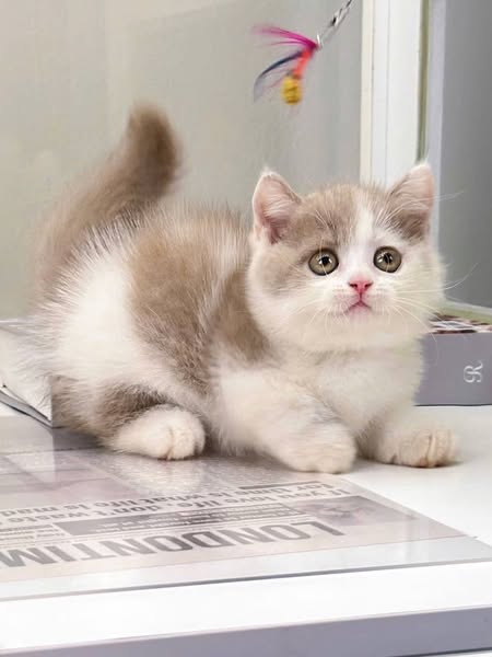 Munchkin