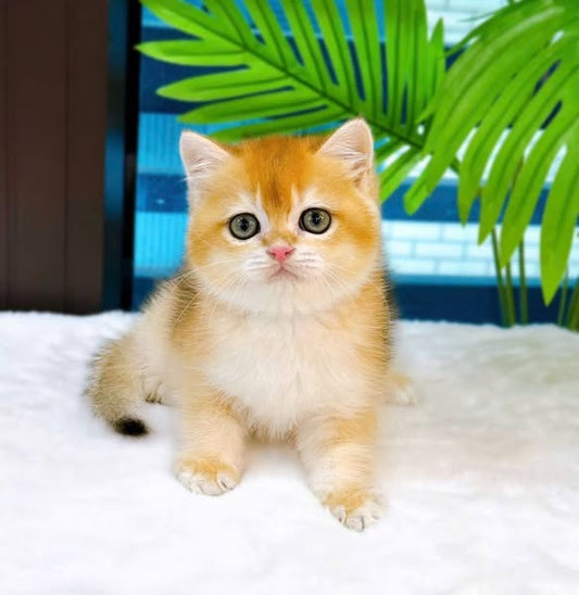 British Shorthair