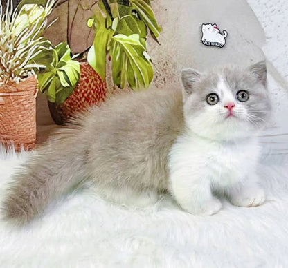 Munchkin