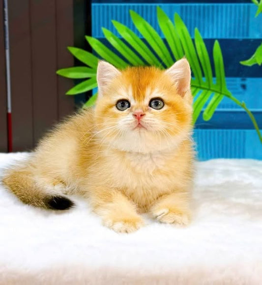 British Shorthair