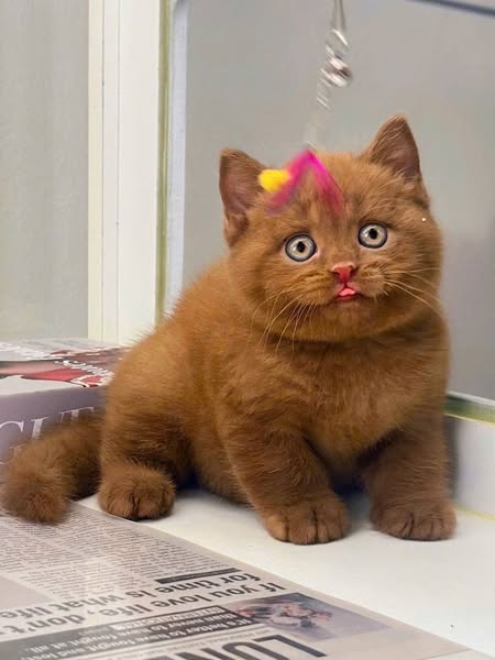British Shorthair