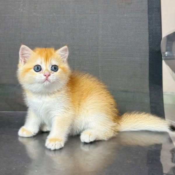 British Shorthair